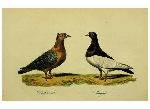 Reproducción/Reproduction 6442800207: A treatise on the art of breeding and managing tame, domesticated, foreign, and fancy pigeons London,The author,1858
