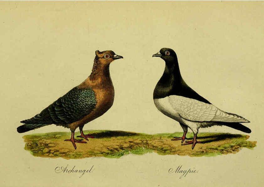 Reproducción/Reproduction 6442800207: A treatise on the art of breeding and managing tame, domesticated, foreign, and fancy pigeons London,The author,1858