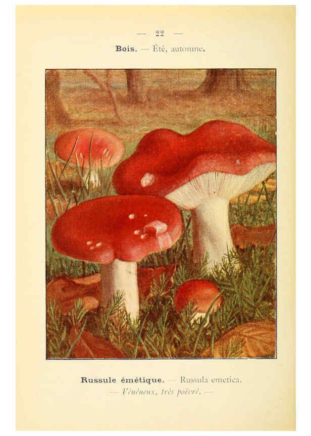 Reproducción/Reproduction 6459632415: Nouvel atlas de poche des champignons comestibles et vénéneux. v.1. Paris,Léon Lhome,1911-1912