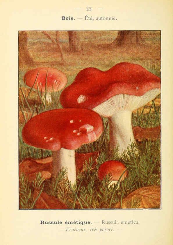 Reproducción/Reproduction 6459632415: Nouvel atlas de poche des champignons comestibles et vénéneux. v.1. Paris,Léon Lhome,1911-1912