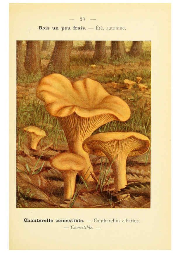 Reproducción/Reproduction 6459632855: Nouvel atlas de poche des champignons comestibles et vénéneux. v.1. Paris,Léon Lhome,1911-1912