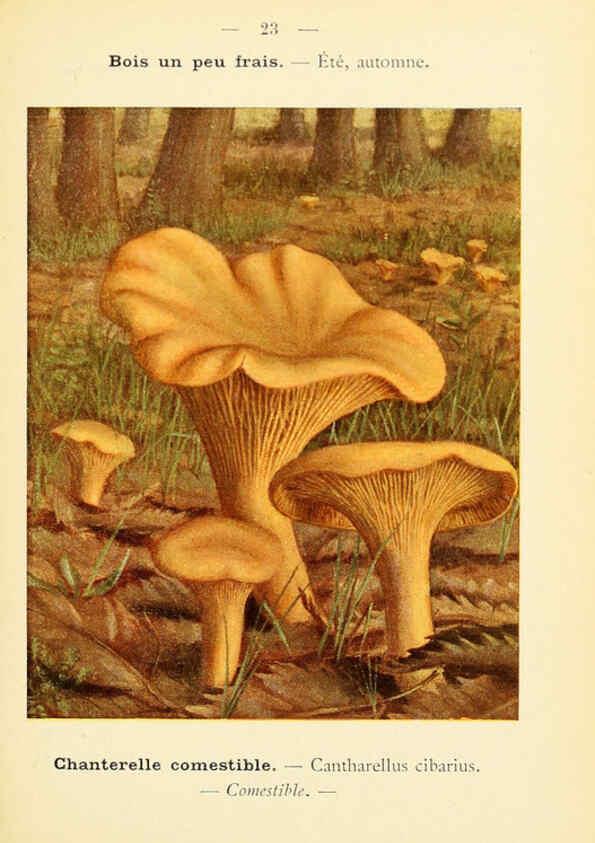 Reproducción/Reproduction 6459632855: Nouvel atlas de poche des champignons comestibles et vénéneux. v.1. Paris,Léon Lhome,1911-1912