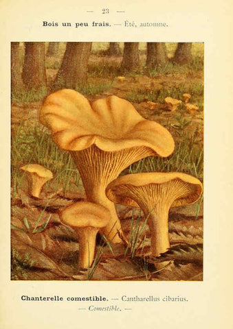 Reproducción/Reproduction 6459632855: Nouvel atlas de poche des champignons comestibles et vénéneux. v.1. Paris,Léon Lhome,1911-1912