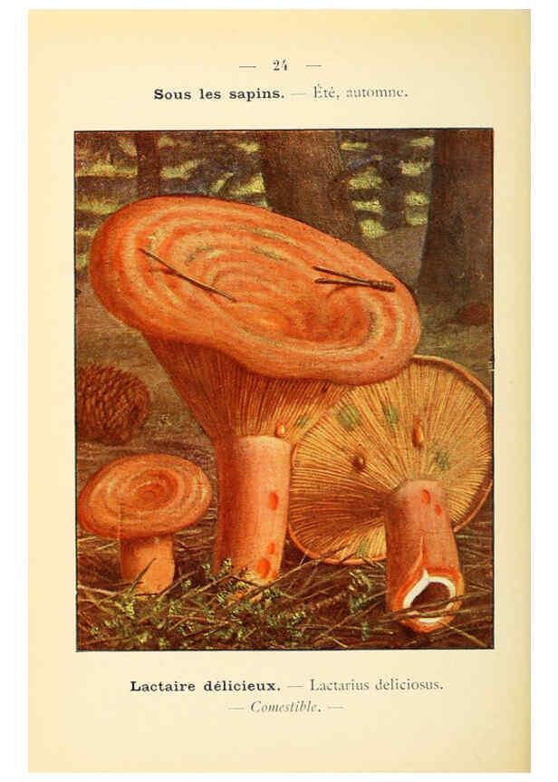 Reproducción/Reproduction 6459633245: Nouvel atlas de poche des champignons comestibles et vénéneux. v.1. Paris,Léon Lhome,1911-1912