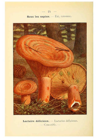 Reproducción/Reproduction 6459633245: Nouvel atlas de poche des champignons comestibles et vénéneux. v.1. Paris,Léon Lhome,1911-1912