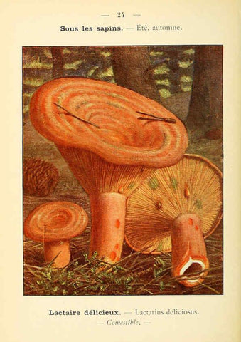 Reproducción/Reproduction 6459633245: Nouvel atlas de poche des champignons comestibles et vénéneux. v.1. Paris,Léon Lhome,1911-1912