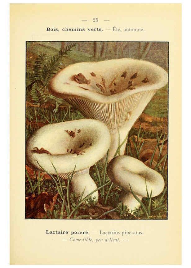 Reproducción/Reproduction 6459633759: Nouvel atlas de poche des champignons comestibles et vénéneux. v.1. Paris,Léon Lhome,1911-1912