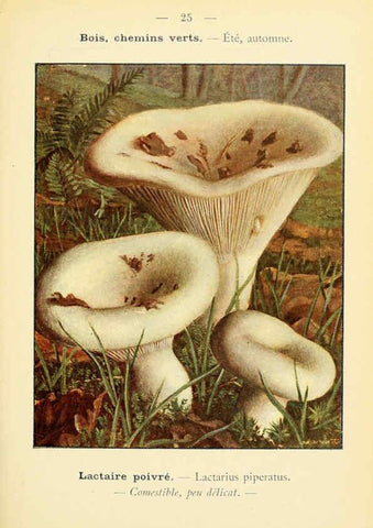 Reproducción/Reproduction 6459633759: Nouvel atlas de poche des champignons comestibles et vénéneux. v.1. Paris,Léon Lhome,1911-1912