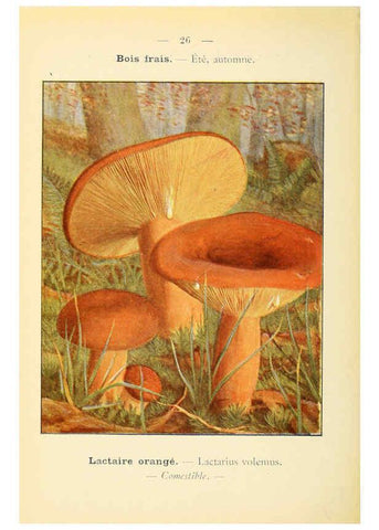 Reproducción/Reproduction 6459634295: Nouvel atlas de poche des champignons comestibles et vénéneux. v.1. Paris,Léon Lhome,1911-1912