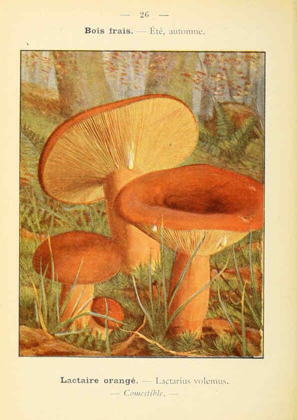 Reproducción/Reproduction 6459634295: Nouvel atlas de poche des champignons comestibles et vénéneux. v.1. Paris,Léon Lhome,1911-1912