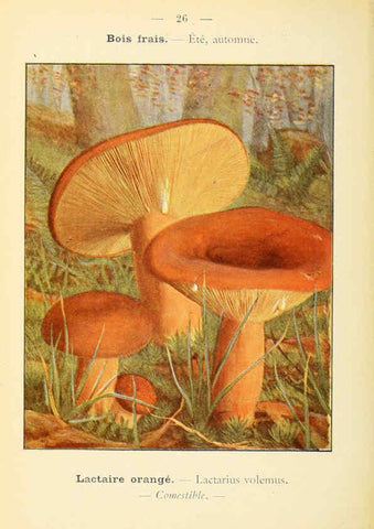 Reproducción/Reproduction 6459634295: Nouvel atlas de poche des champignons comestibles et vénéneux. v.1. Paris,Léon Lhome,1911-1912