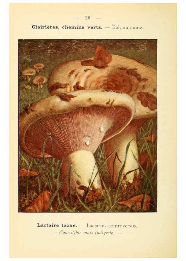 Reproducción/Reproduction 6459635333: Nouvel atlas de poche des champignons comestibles et vénéneux. v.1. Paris,Léon Lhome,1911-1912