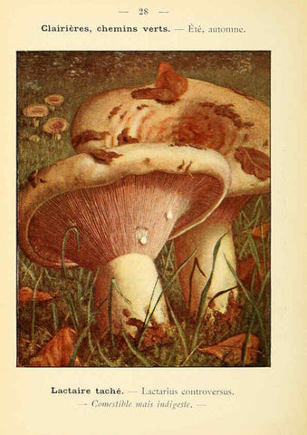 Reproducción/Reproduction 6459635333: Nouvel atlas de poche des champignons comestibles et vénéneux. v.1. Paris,Léon Lhome,1911-1912