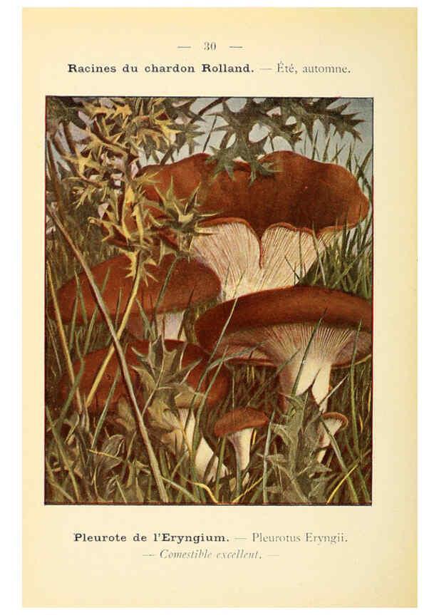 Reproducción/Reproduction 6459636521: Nouvel atlas de poche des champignons comestibles et vénéneux. v.1. Paris,Léon Lhome,1911-1912