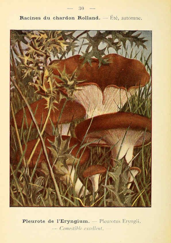 Reproducción/Reproduction 6459636521: Nouvel atlas de poche des champignons comestibles et vénéneux. v.1. Paris,Léon Lhome,1911-1912