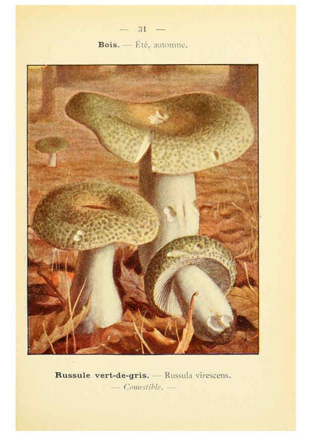 Reproducción/Reproduction 6459637105: Nouvel atlas de poche des champignons comestibles et vénéneux. v.1. Paris,Léon Lhome,1911-1912