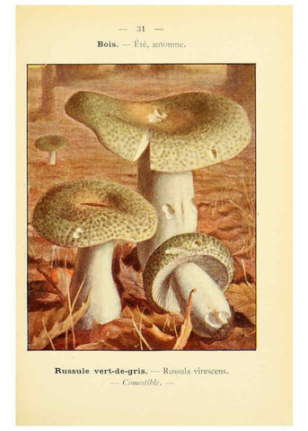 Reproducción/Reproduction 6459637105: Nouvel atlas de poche des champignons comestibles et vénéneux. v.1. Paris,Léon Lhome,1911-1912