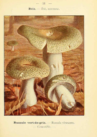 Reproducción/Reproduction 6459637105: Nouvel atlas de poche des champignons comestibles et vénéneux. v.1. Paris,Léon Lhome,1911-1912