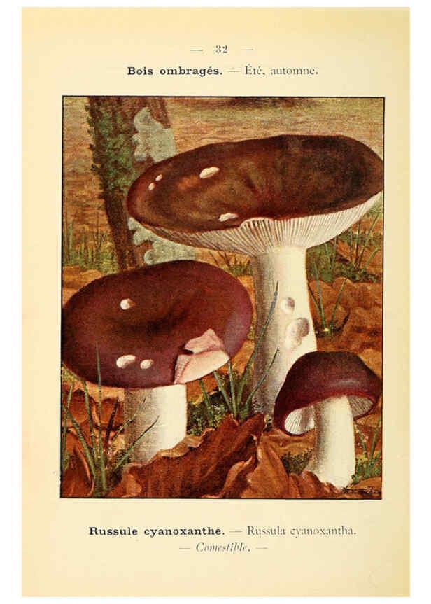 Reproducción/Reproduction 6459637609: Nouvel atlas de poche des champignons comestibles et vénéneux. v.1. Paris,Léon Lhome,1911-1912