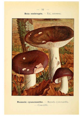 Reproducción/Reproduction 6459637609: Nouvel atlas de poche des champignons comestibles et vénéneux. v.1. Paris,Léon Lhome,1911-1912