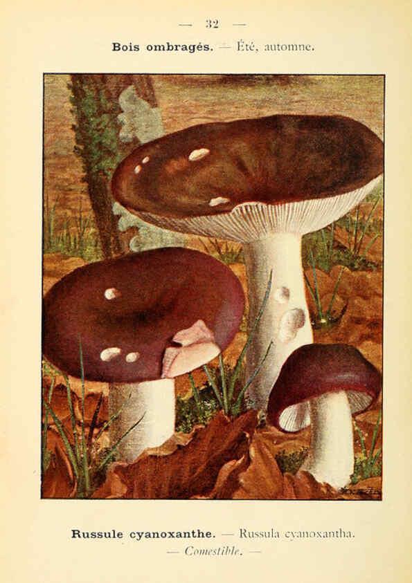 Reproducción/Reproduction 6459637609: Nouvel atlas de poche des champignons comestibles et vénéneux. v.1. Paris,Léon Lhome,1911-1912