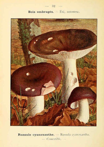 Reproducción/Reproduction 6459637609: Nouvel atlas de poche des champignons comestibles et vénéneux. v.1. Paris,Léon Lhome,1911-1912