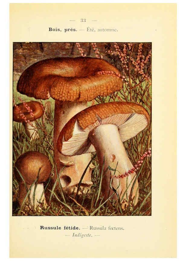 Reproducción/Reproduction 6459638027: Nouvel atlas de poche des champignons comestibles et vénéneux. v.1. Paris,Léon Lhome,1911-1912