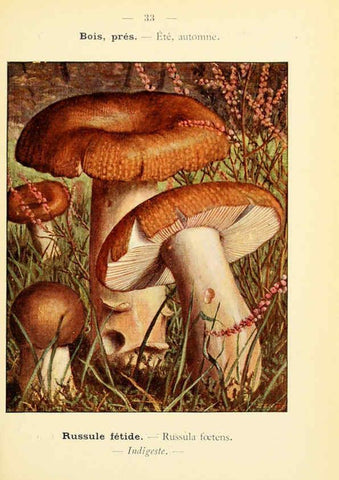 Reproducción/Reproduction 6459638027: Nouvel atlas de poche des champignons comestibles et vénéneux. v.1. Paris,Léon Lhome,1911-1912