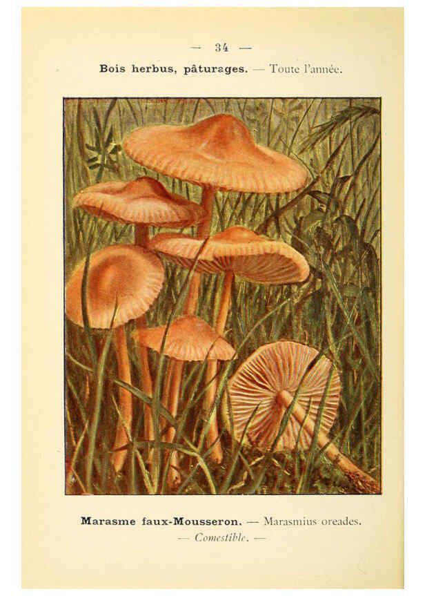 Reproducción/Reproduction 6459638567: Nouvel atlas de poche des champignons comestibles et vénéneux. v.1. Paris,Léon Lhome,1911-1912