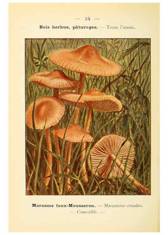 Reproducción/Reproduction 6459638567: Nouvel atlas de poche des champignons comestibles et vénéneux. v.1. Paris,Léon Lhome,1911-1912