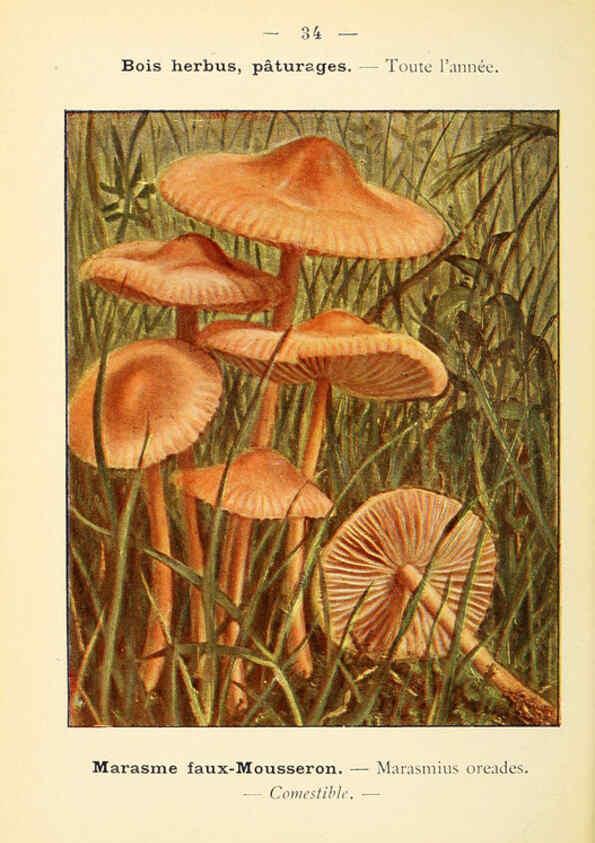 Reproducción/Reproduction 6459638567: Nouvel atlas de poche des champignons comestibles et vénéneux. v.1. Paris,Léon Lhome,1911-1912