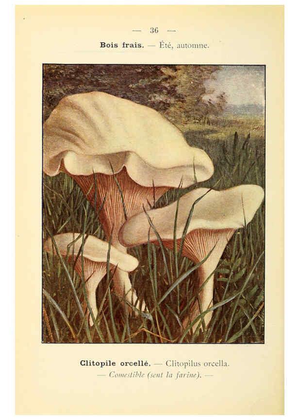 Reproducción/Reproduction 6459639473: Nouvel atlas de poche des champignons comestibles et vénéneux. v.1. Paris,Léon Lhome,1911-1912
