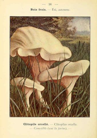 Reproducción/Reproduction 6459639473: Nouvel atlas de poche des champignons comestibles et vénéneux. v.1. Paris,Léon Lhome,1911-1912