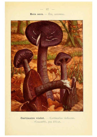Reproducción/Reproduction 6459640005: Nouvel atlas de poche des champignons comestibles et vénéneux. v.1. Paris,Léon Lhome,1911-1912