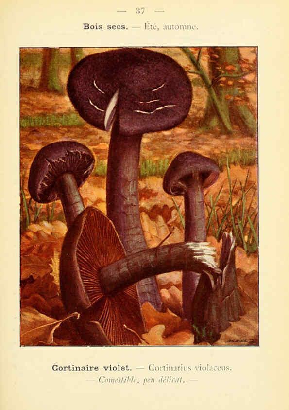 Reproducción/Reproduction 6459640005: Nouvel atlas de poche des champignons comestibles et vénéneux. v.1. Paris,Léon Lhome,1911-1912