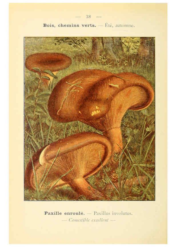 Reproducción/Reproduction 6459640617: Nouvel atlas de poche des champignons comestibles et vénéneux. v.1. Paris,Léon Lhome,1911-1912