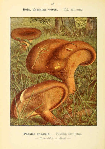 Reproducción/Reproduction 6459640617: Nouvel atlas de poche des champignons comestibles et vénéneux. v.1. Paris,Léon Lhome,1911-1912