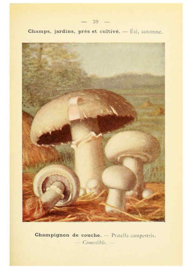 Reproducción/Reproduction 6459641259: Nouvel atlas de poche des champignons comestibles et vénéneux. v.1. Paris,Léon Lhome,1911-1912