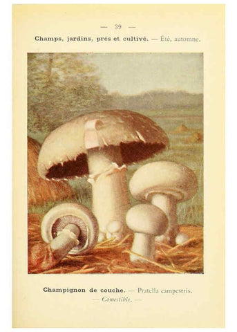 Reproducción/Reproduction 6459641259: Nouvel atlas de poche des champignons comestibles et vénéneux. v.1. Paris,Léon Lhome,1911-1912