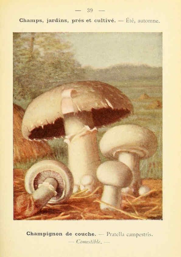 Reproducción/Reproduction 6459641259: Nouvel atlas de poche des champignons comestibles et vénéneux. v.1. Paris,Léon Lhome,1911-1912