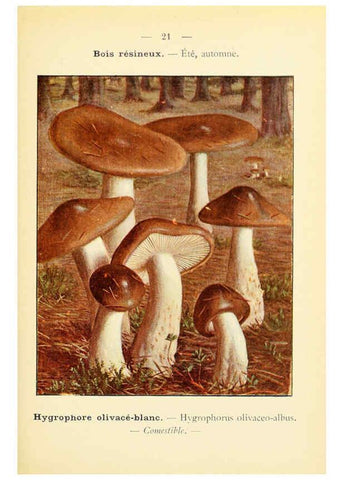 Reproducción/Reproduction 6459632005: Nouvel atlas de poche des champignons comestibles et vénéneux. v.1. Paris,Léon Lhome,1911-1912