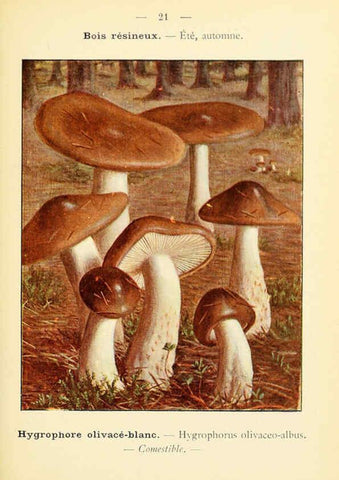 Reproducción/Reproduction 6459632005: Nouvel atlas de poche des champignons comestibles et vénéneux. v.1. Paris,Léon Lhome,1911-1912