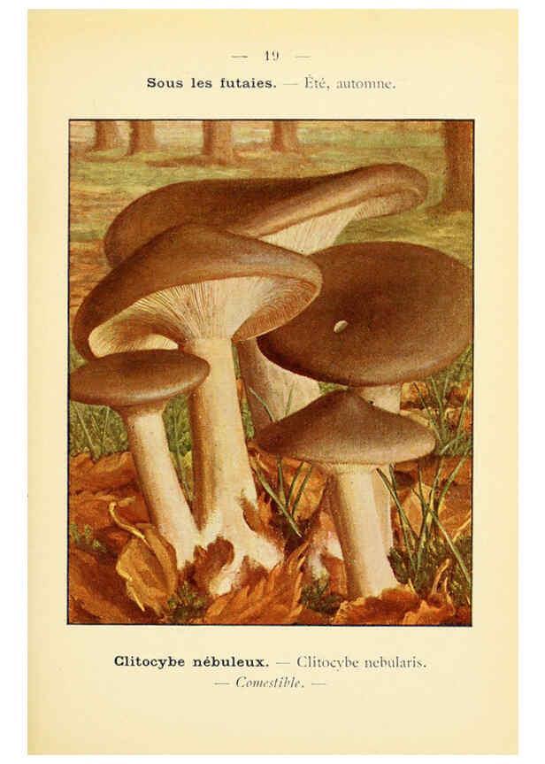 Reproducción/Reproduction 6459630799: Nouvel atlas de poche des champignons comestibles et vénéneux. v.1. Paris,Léon Lhome,1911-1912