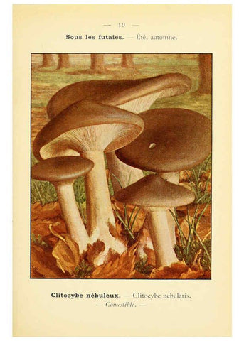 Reproducción/Reproduction 6459630799: Nouvel atlas de poche des champignons comestibles et vénéneux. v.1. Paris,Léon Lhome,1911-1912