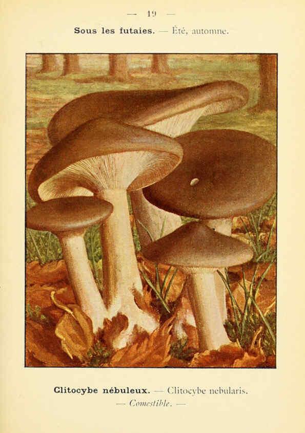 Reproducción/Reproduction 6459630799: Nouvel atlas de poche des champignons comestibles et vénéneux. v.1. Paris,Léon Lhome,1911-1912
