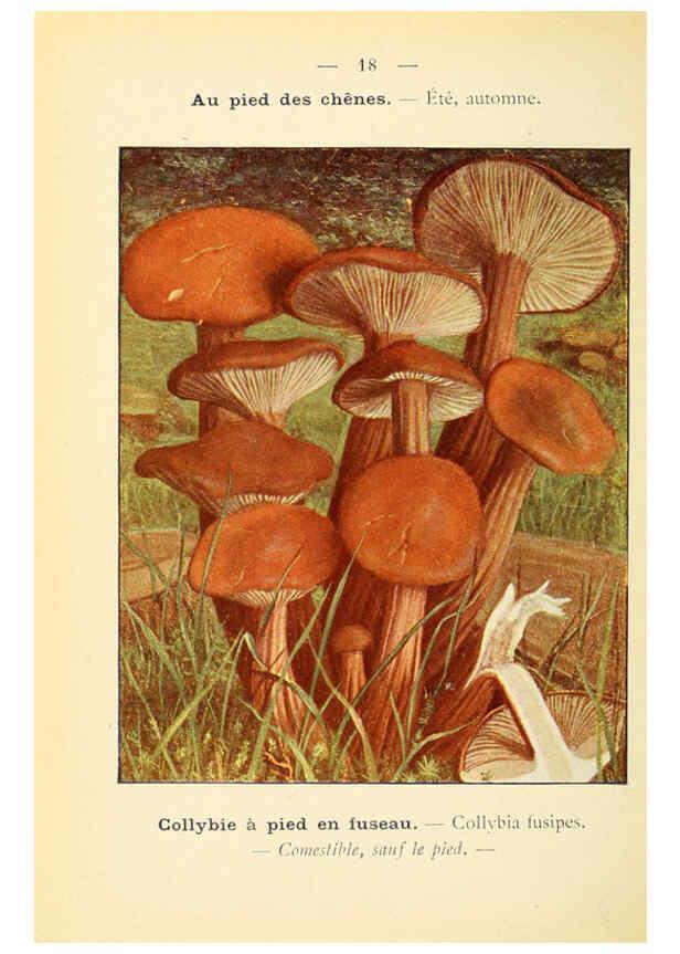 Reproducción/Reproduction 6459630227: Nouvel atlas de poche des champignons comestibles et vénéneux. v.1. Paris,Léon Lhome,1911-1912
