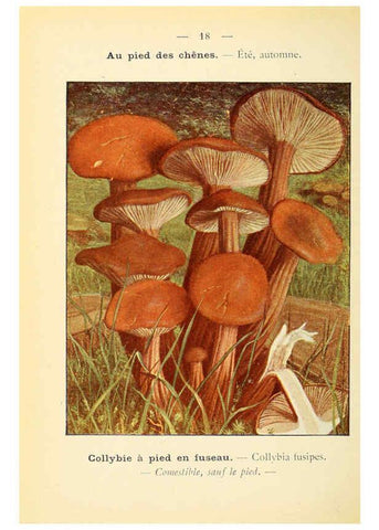Reproducción/Reproduction 6459630227: Nouvel atlas de poche des champignons comestibles et vénéneux. v.1. Paris,Léon Lhome,1911-1912