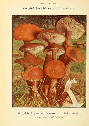 Reproducción/Reproduction 6459630227: Nouvel atlas de poche des champignons comestibles et vénéneux. v.1. Paris,Léon Lhome,1911-1912