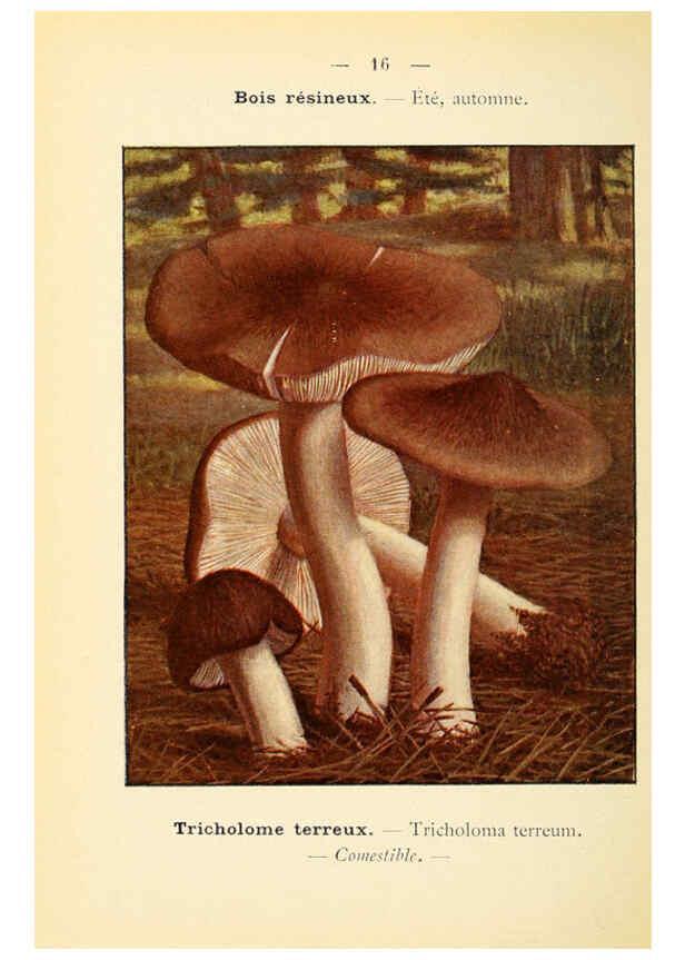Reproducción/Reproduction 6459629045: Nouvel atlas de poche des champignons comestibles et vénéneux. v.1. Paris,Léon Lhome,1911-1912