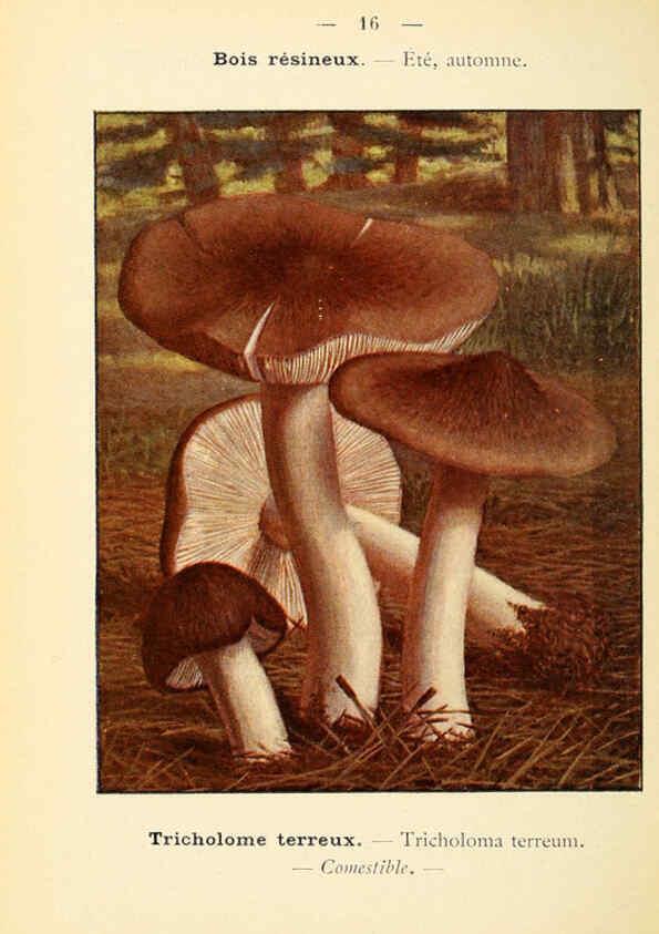 Reproducción/Reproduction 6459629045: Nouvel atlas de poche des champignons comestibles et vénéneux. v.1. Paris,Léon Lhome,1911-1912